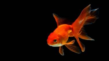 Goldfish-Ka-Scientific-Naam-Kya-Hai